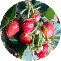 Berry Crops IPM Guidelines