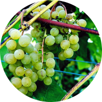 Grapes IPM Guidelines