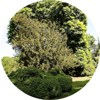 Trees and Shrubs IPM Guidelines