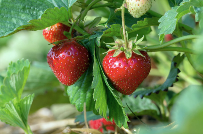 berry crops ipm guidelines