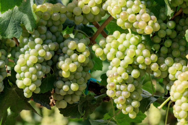 grapes ipm guidelines