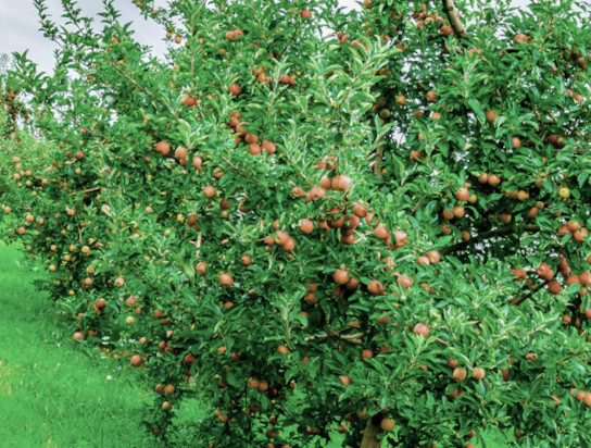 tree fruit ipm guidelines